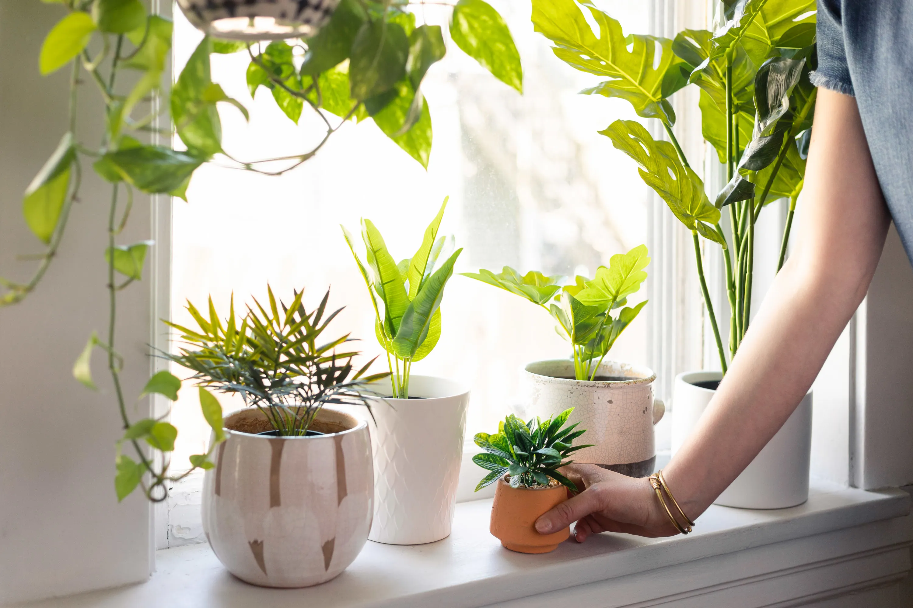 Suitable Plants For Corporate Event
