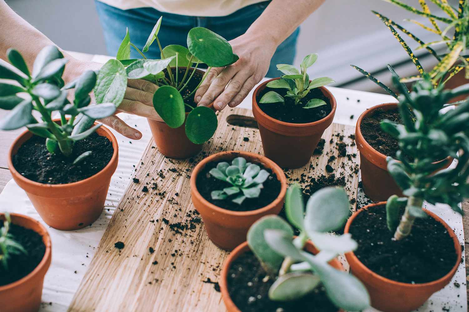 Best Design Plants For Corporate Events