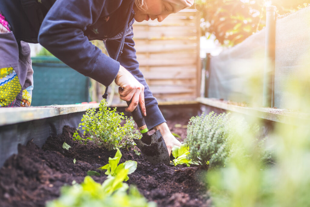 Fresh Plant Rentals