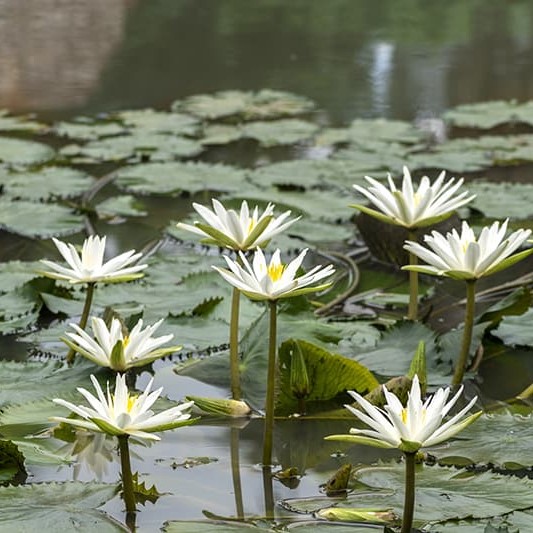Plant Rentals For Branding and Customization