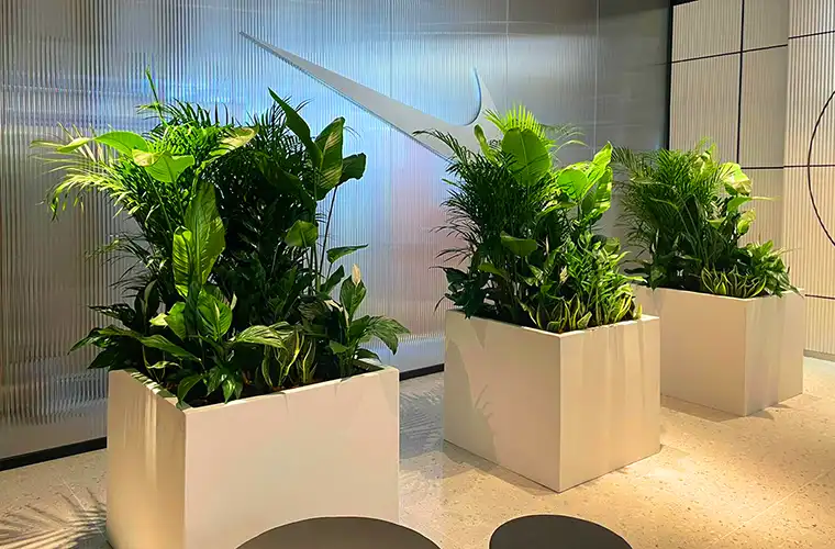 Plant Rentals for Product Launch