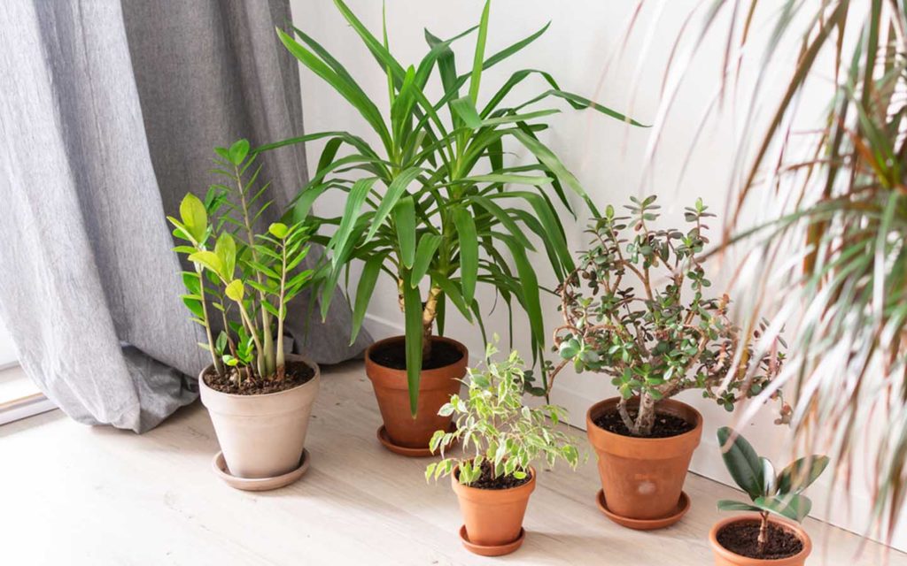 Indoor Plants