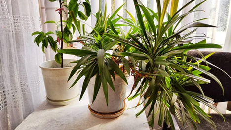Choose Right Plants For Corporate Events