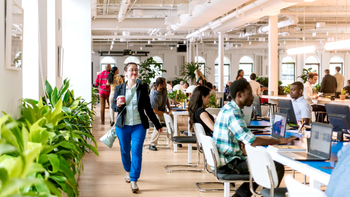 Indoor Plant Hire For Workspace