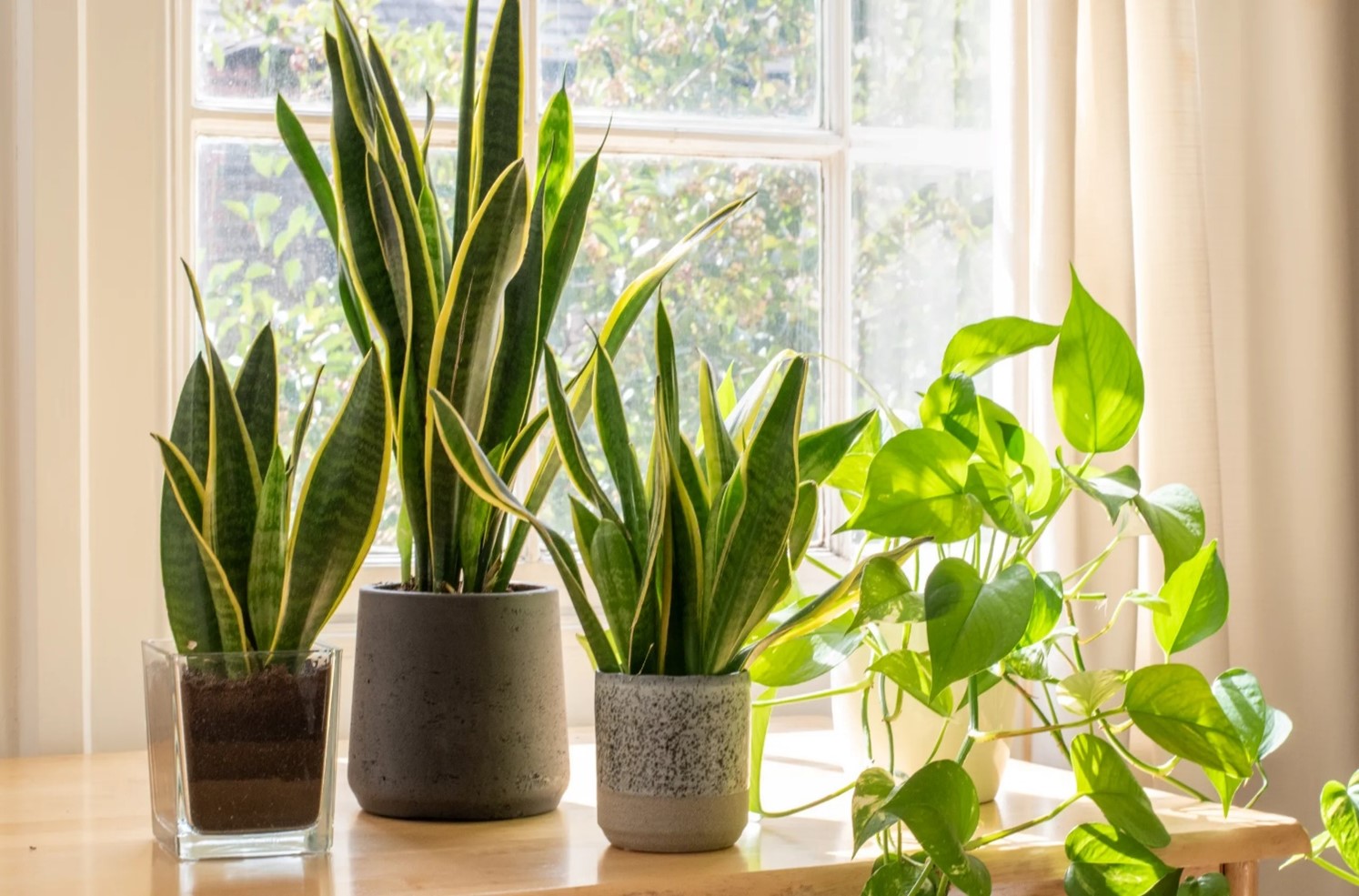 perfect-plants