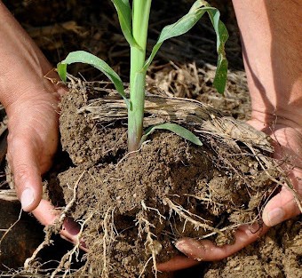 Prevent and Treat Root Rot in Your Plants