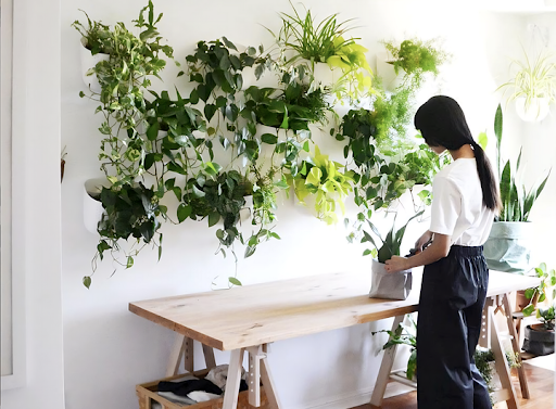 The Best Low-Light Plants